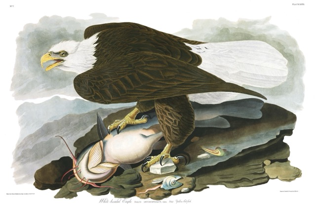 john audubon eagle painting
